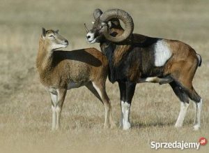 muflon