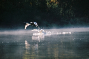łabędzie