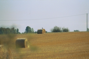 żniwa