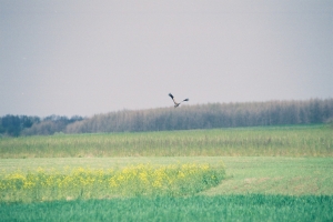 żuraw