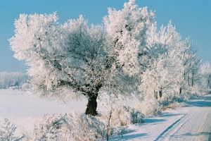 Małków - styczniowa szadź