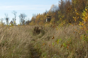 ambona na skraju młodnika