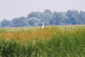 biała czapla