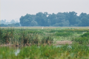 białe i siwe czaple