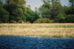 czapla nad Bugiem