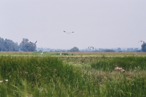czaple nad Bugiem