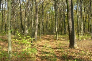 drogawSzelepach