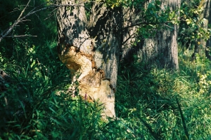 efekty pracy bobrów