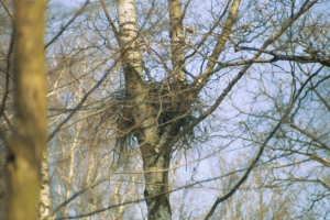 gniazdo