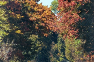 jesienne barwy lasu