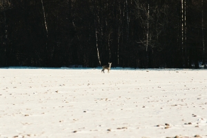 kózka