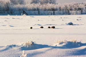 kuropatwy zimą