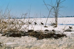 kuropatwy3