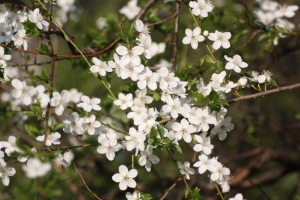kwitnietarnina