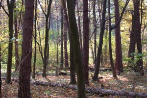 las dołhobyczowski (2)