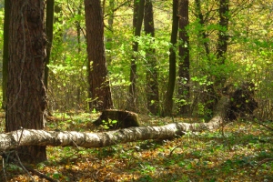 las dołhobyczowski