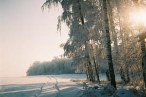 lasek w Oszczowie