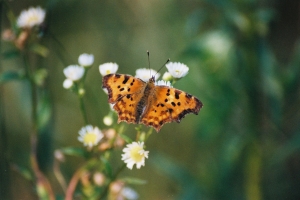 motyl