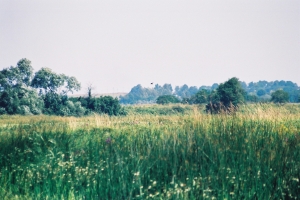 nadbużańskie trawy