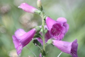 naparstnica