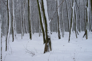 ośnieżone pnie drzew