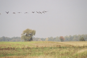 odlatują gęsi