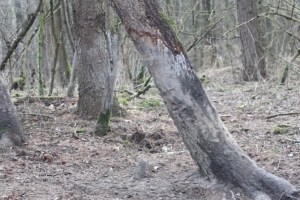 przydziczymkpielisku