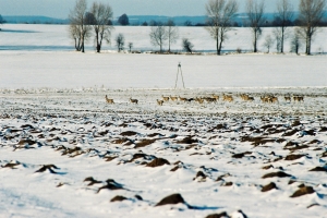 rudel