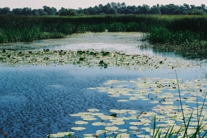 starorzecze Bugu