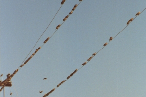 szpaki