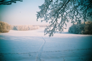 zajecza ścieżka - Oszczów